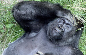 Όταν οι Χρόνιες Ασθένειες «Περνούν» από τον Άνθρωπο στα Ζώα