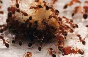 Μυρμήγκια-παράσιτα «υποκινούν» τις εργάτριες να σκοτώσουν τη βασίλισσά τους – Πρωτοφανές εύρημα στην εντομολογία