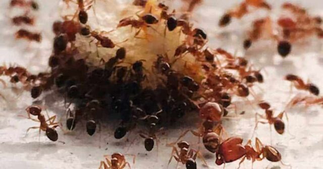 Μυρμήγκια-παράσιτα «υποκινούν» τις εργάτριες να σκοτώσουν τη βασίλισσά τους – Πρωτοφανές εύρημα στην εντομολογία