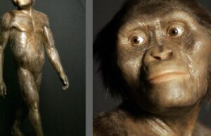 Ένα δεύτερο είδος δίπλα στη Λούσι