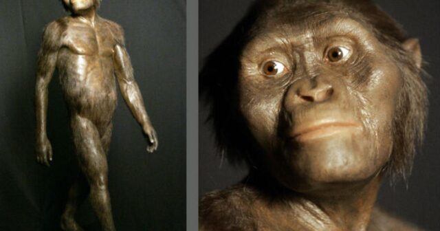 Ένα δεύτερο είδος δίπλα στη Λούσι