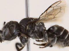 Ανακαλύφθηκε νέο είδος μέλισσας και ονομάστηκε «Λούσιφερ»