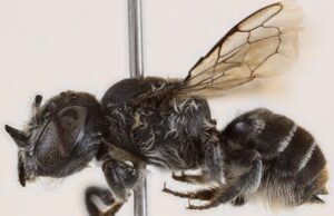 Ανακαλύφθηκε νέο είδος μέλισσας και ονομάστηκε «Λούσιφερ»