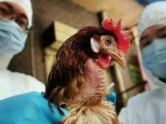 Ινστιτούτο Παστέρ: Η γρίπη των πτηνών θα μπορούσε να προκαλέσει πανδημία πιο σοβαρή από την Covid