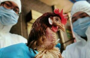 Ινστιτούτο Παστέρ: Η γρίπη των πτηνών θα μπορούσε να προκαλέσει πανδημία πιο σοβαρή από την Covid