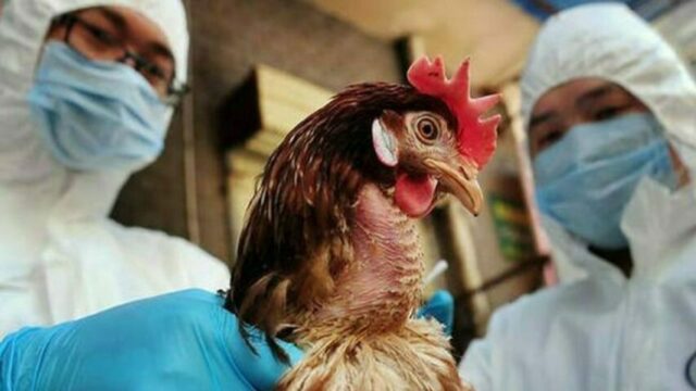 Η γρίπη των πτηνών θα μπορούσε να προκαλέσει πανδημία πιο σοβαρή από την Covid