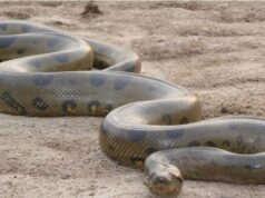 Τα ανακόντα «ακυρώνουν» τον Δαρβίνο, εμφανίστηκαν πριν από 12 εκατ. έτη όπως ακριβώς είναι σήμερα