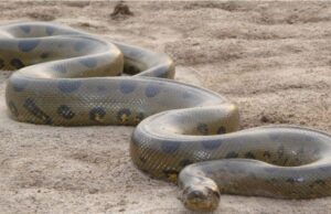 Τα ανακόντα «ακυρώνουν» τον Δαρβίνο, εμφανίστηκαν πριν από 12 εκατ. έτη όπως ακριβώς είναι σήμερα