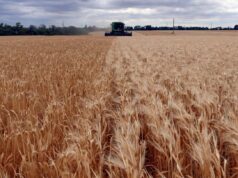 Το πρώτο σιτάρι που παράγει μόνο του λίπασμα για την καλλιέργειά του