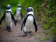Λιμός απειλεί με εξαφάνιση τους πιγκουίνους της Νότιας Αφρικής