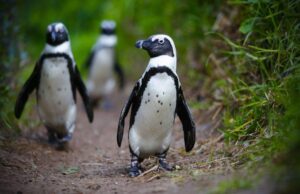 Λιμός απειλεί με εξαφάνιση τους πιγκουίνους της Νότιας Αφρικής