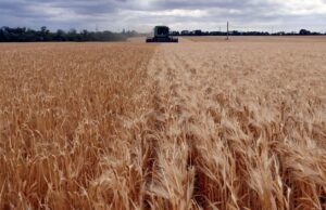 Το πρώτο σιτάρι που παράγει μόνο του λίπασμα για την καλλιέργειά του