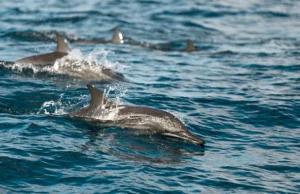 Τα θαλάσσια θηλαστικά δεν γλιτώνουν από τα “χημικά για πάντα”