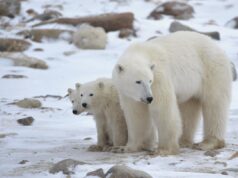 Οι πολικές αρκούδες «αλλάζουν» το DNA τους για να προσαρμοστούν στην κλιματική αλλαγή