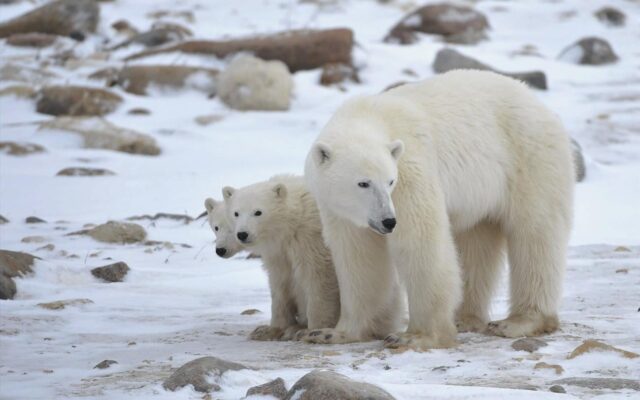 Οι πολικές αρκούδες «αλλάζουν» το DNA τους για να προσαρμοστούν στην κλιματική αλλαγή