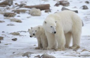 Σπάνιο και συγκινητικό περιστατικό: Πολική αρκούδα «υιοθέτησε» μικρό που δεν ήταν δικό της