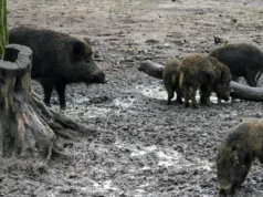 50 νεκροί αγριόχοιροι βρέθηκαν στο “σημείο μηδέν” της επιδημίας της αφρικανικής πανώλης των χοίρων στην Κολσερόλα