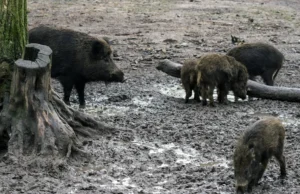 50 νεκροί αγριόχοιροι βρέθηκαν στο “σημείο μηδέν” της επιδημίας της αφρικανικής πανώλης των χοίρων στην Κολσερόλα
