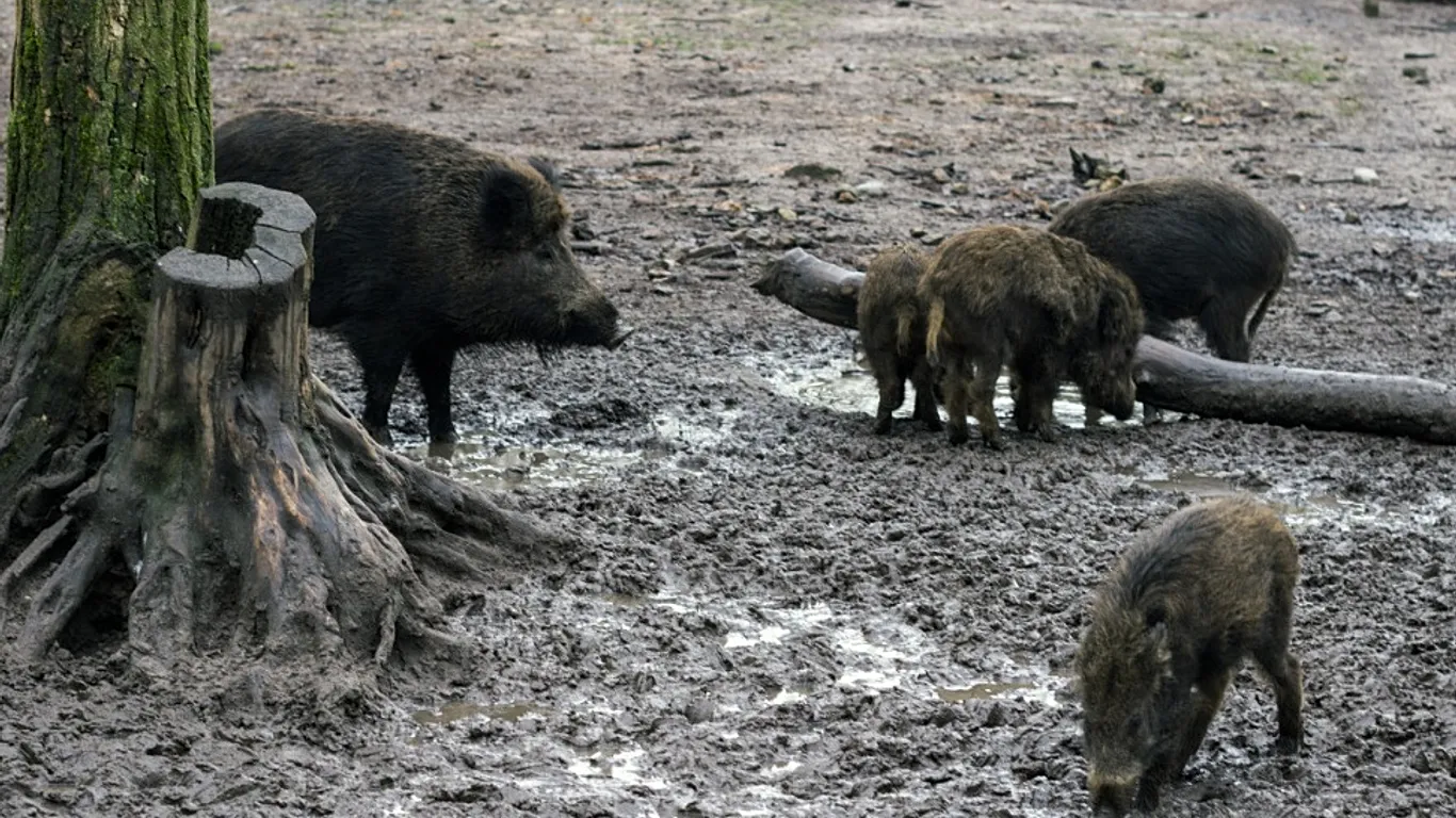 50 νεκροί αγριόχοιροι βρέθηκαν στο “σημείο μηδέν” της επιδημίας της αφρικανικής πανώλης των χοίρων στην Κολσερόλα