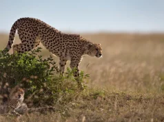 Τράπεζα σπέρματος για τσιτάχ ίσως κάποτε σώσει το ταχύτερο ζώο της ξηράς από την εξαφάνιση