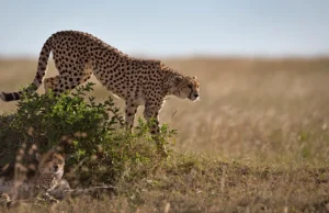 Τράπεζα σπέρματος για τσιτάχ ίσως κάποτε σώσει το ταχύτερο ζώο της ξηράς από την εξαφάνιση