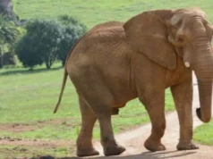 Ισπανία: Πέθανε ο εμβληματικός ελέφαντας Jums ύστερα από μονομαχία «κυριαρχίας» με τον γιο του