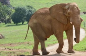 Ισπανία: Πέθανε ο εμβληματικός ελέφαντας Jums ύστερα από μονομαχία «κυριαρχίας» με τον γιο του