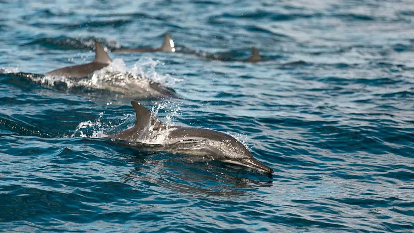 Τα θαλάσσια θηλαστικά δεν γλιτώνουν από τα “χημικά για πάντα”