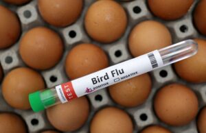 Συναγερμός για τον Η5Ν1: Η Ευρώπη αντιμέτωπη με πρωτοφανή έξαρση