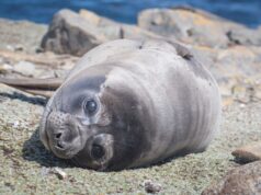 Ύπνος στον αέρα; 4 απίστευτες μέθοδοι που χρησιμοποιούν τα ζώα για να κοιμηθούν ακίνδυνα