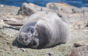 Ύπνος στον αέρα; 4 απίστευτες μέθοδοι που χρησιμοποιούν τα ζώα για να κοιμηθούν ακίνδυνα