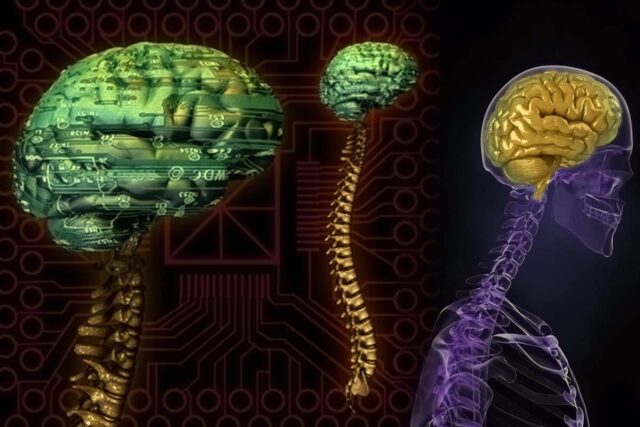 Μοντέλα ΑΙ που μιμούνται τον εγκέφαλο μαθαίνουν πριν καν εκπαιδευτούν