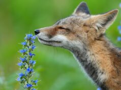 Τα καλά νέα που έφερε το 2025 για τα ζώα