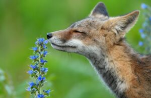 Τα καλά νέα που έφερε το 2025 για τα ζώα