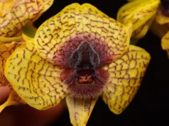 Ονομάστηκαν 190 νέα είδη φυτών και μυκήτων το 2025, μεταξύ τους φρικιαστικός αραχνοκτόνος μύκητας