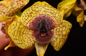 Ονομάστηκαν 190 νέα είδη φυτών και μυκήτων το 2025, μεταξύ τους φρικιαστικός αραχνοκτόνος μύκητας