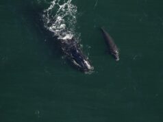 Σπάνιο είδος φαλαινών που κινδυνεύει με εξαφάνιση κάνει (επιτέλους) μωρά