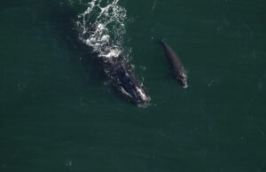 Σπάνιο είδος φαλαινών που κινδυνεύει με εξαφάνιση κάνει (επιτέλους) μωρά