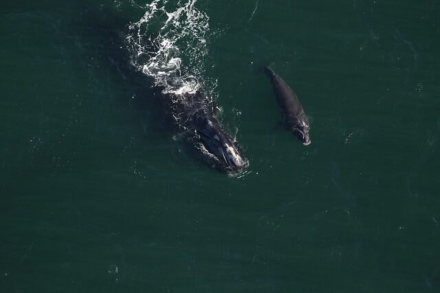 Σπάνιο είδος φαλαινών που κινδυνεύει με εξαφάνιση κάνει (επιτέλους) μωρά