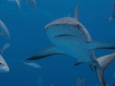 Τέσσερις επιθέσεις σε 48 ώρες: Τι συμβαίνει με τους καρχαρίες στην Ανατολική Αυστραλία;