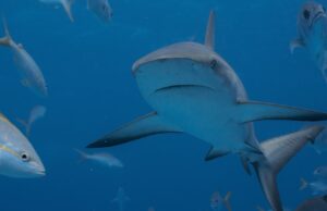 Τέσσερις επιθέσεις σε 48 ώρες: Τι συμβαίνει με τους καρχαρίες στην Ανατολική Αυστραλία;