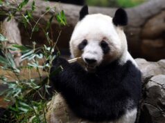 Η Ιαπωνία μένει χωρίς πάντα για πρώτη φορά από το 1972 – Γιατί επιστρέφουν τα 2 τελευταία στην Κίνα