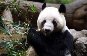 Η Ιαπωνία μένει χωρίς πάντα για πρώτη φορά από το 1972 – Γιατί επιστρέφουν τα 2 τελευταία στην Κίνα