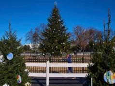 Εκατομμύρια χριστουγεννιάτικα δέντρα θα πάνε σε χωματερές φέτος. Τι να κάνετε αντί να τα πετάξετε