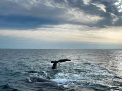 «Ιστορική» Συνθήκη για την ανοικτή θάλασσα τίθεται σε ισχύ. Αρκεί για να σωθούν οι ωκεανοί μας;