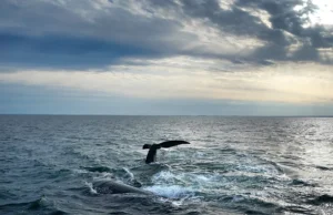«Ιστορική» Συνθήκη για την ανοικτή θάλασσα τίθεται σε ισχύ. Αρκεί για να σωθούν οι ωκεανοί μας;