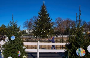 Εκατομμύρια χριστουγεννιάτικα δέντρα θα πάνε σε χωματερές φέτος. Τι να κάνετε αντί να τα πετάξετε