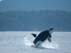 Οι όρκες «Μονομάχοι» που επιτίθενται σε σκάφη έχουν επινοήσει δική τους γλώσσα επικοινωνίας