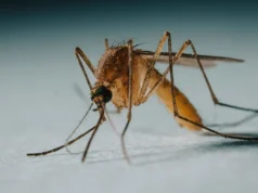 Με τη συρρίκνωση του Ατλαντικού δάσους, βραζιλιάνικα κουνούπια διψούν για ανθρώπινο αίμα