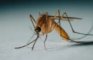 Με τη συρρίκνωση του Ατλαντικού δάσους, βραζιλιάνικα κουνούπια διψούν για ανθρώπινο αίμα